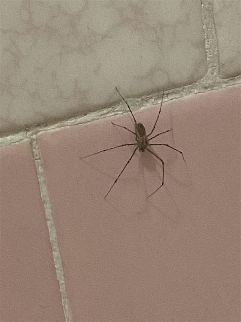 Southern Virginia, inside. Brown with black spots on its joints. I don’t think it’s a brown ...