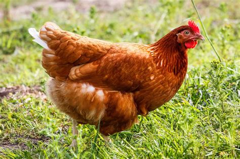 What Are Red Sex Link Chickens? - A Comprehensive Guide