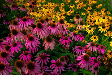 Black Eyed Susan Flower Purple