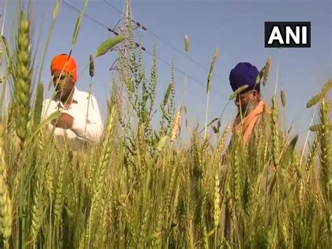 Facing difficulties due to non-availability of farm labour, say ...