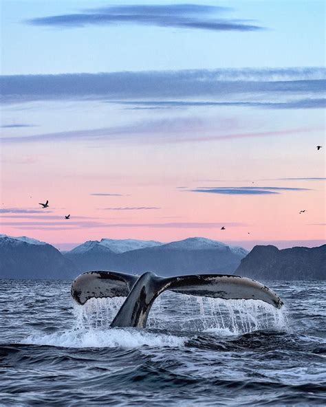 Whale watching in iceland – Artofit