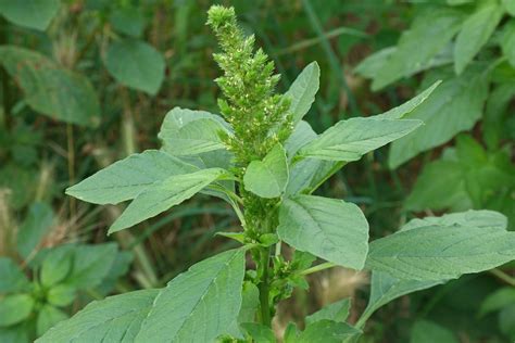 Amaranthus retroflexus (Zurückgekrümmter Amarant)