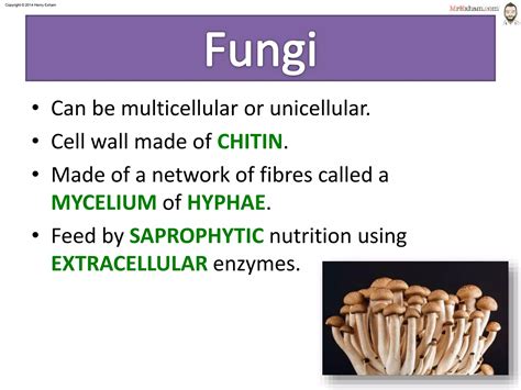 Can Plants Be Unicellular Mycelium Microbes
