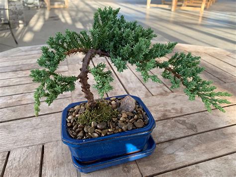 How to grow Cedar Bonsai Tree