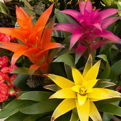 Your Ultimate Guide to Bromeliad Plant Types: Discover 200+ Varieties ...