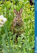 Image result for Bunny Animal in Genshin