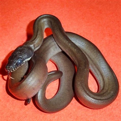 Image result for White Python Pet