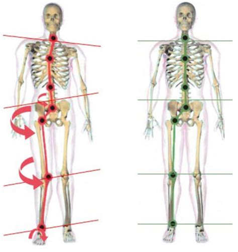 Image result for Structural Integration Exercises