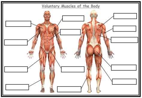 Image result for Muscle Stress Graph