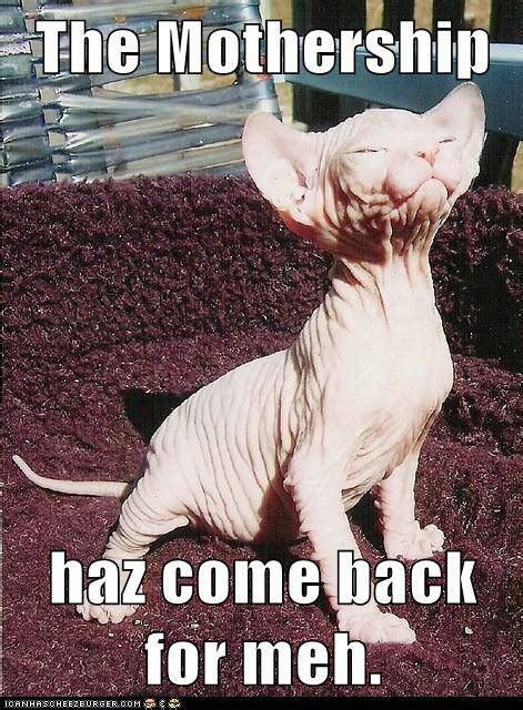 Alien Life Meme 的图像结果