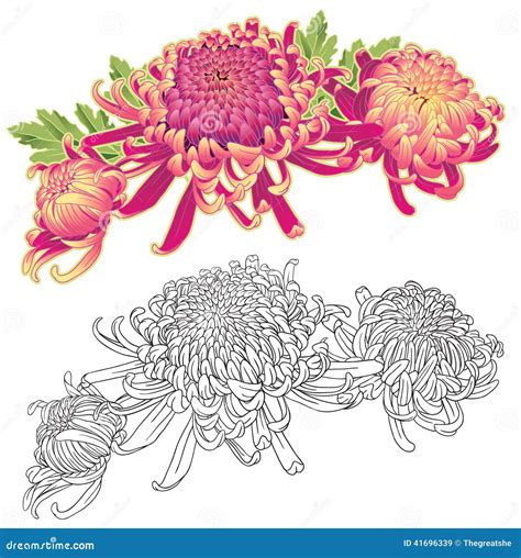 Chrysanthemum Flower, Hand-drawing. Vector Illustr | CartoonDealer.com ...