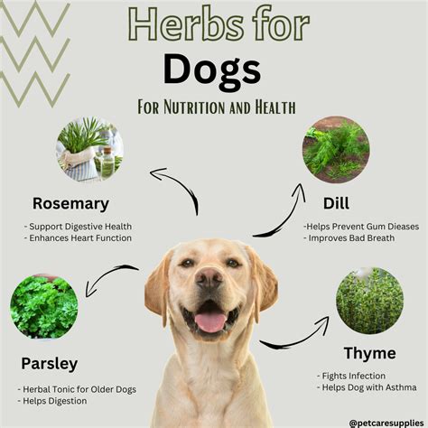 Herbs For Dogs Gut Health at Loren Bona blog