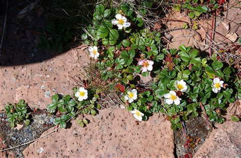 Fragaria chiloensis – PlantRight