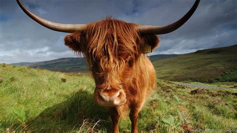Highland Cow Wallpapers - Wallpaper Cave