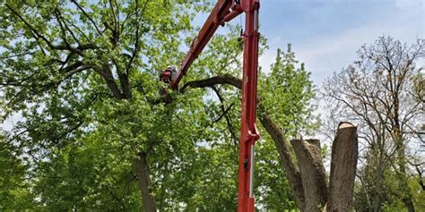 Tree Root Removal Cost 的图像结果