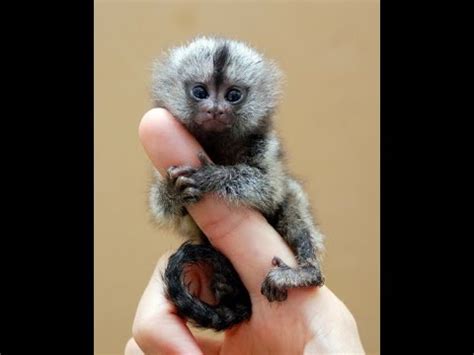 Image result for Baby Monkey Exploding