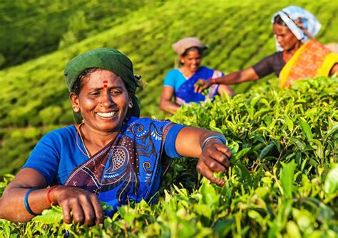 Agriculture Industry 的图像结果