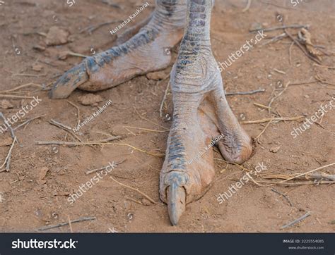 Ostrich Claws Close Up Photo Of Ostrich Legs With Sharp Claws Standing