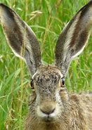 Image result for Bunny Big Ears Chocolate