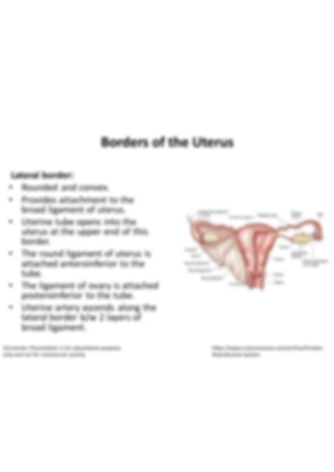 SOLUTION: Borders of uterus anatomy - Studypool