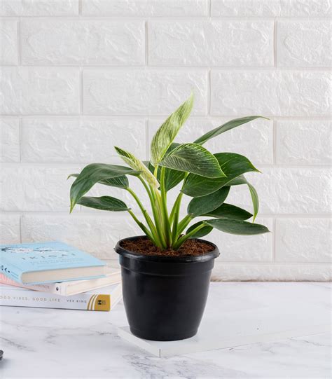 Buy Indoor Houseplant Combo (Snake, ZZ, Birkin & Scindapsus Gold ...