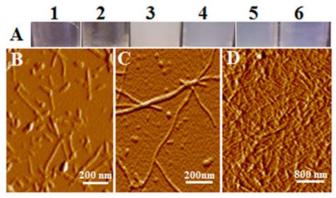 Gels of Amyloid Fibers