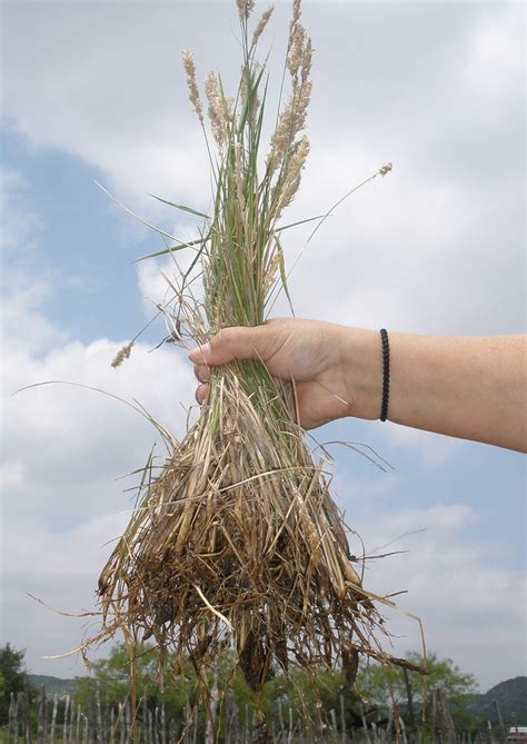 Live Roots - Grass Roots - Native American Seed