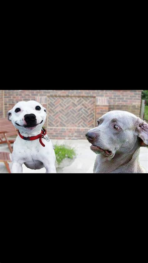 Super Funny Dog Videos - One News Page VIDEO