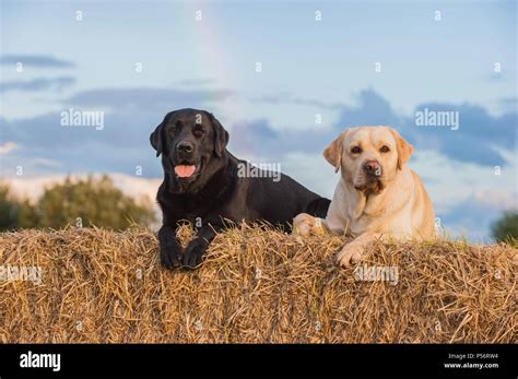 Image result for 2 Labrador Retriever