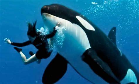 The Truth Behind Jessica Radcliffe's Viral Orca Attack That Took Social ...