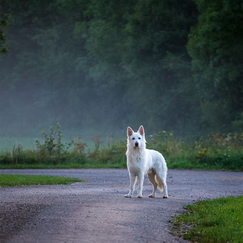 Dogs Barking at Night: spiritual meaning - Awakening State