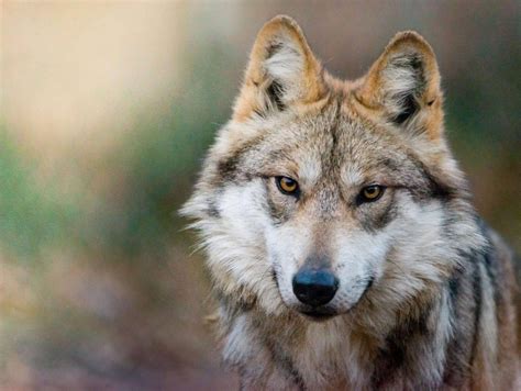 Mexican Wolf | Endangered Wolf Center