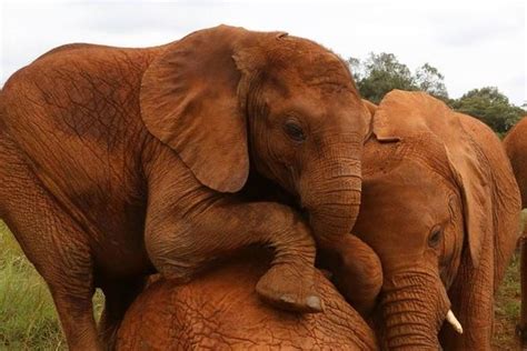 Day Tour to David Sheldrick Elephant Trust and Giraffe Center 2022 ...