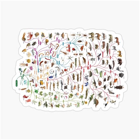 Image result for Animal Evolution Tree