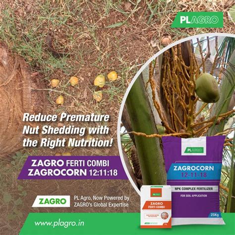 7 Key Reasons for Coconut Premature Nut Shedding