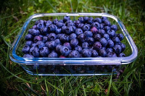 How Long Do Fresh Blueberries Last in the Fridge? - Chef's Resource
