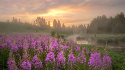 Belle Nature 的图像结果