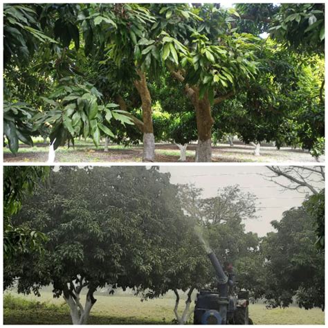 Take care of litchi in this way in the month of March for better production