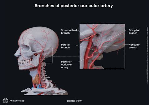 External carotid artery | Anatomy.app