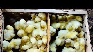 Image result for Broiler Chicken Brooding