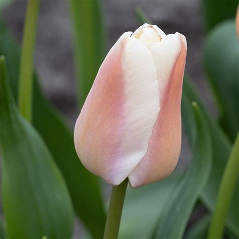 Buy Darwin hybrid tulip bulbs Tulipa 'Apricot Pride': Delivery by ...