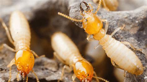 Image result for Formosan Termites