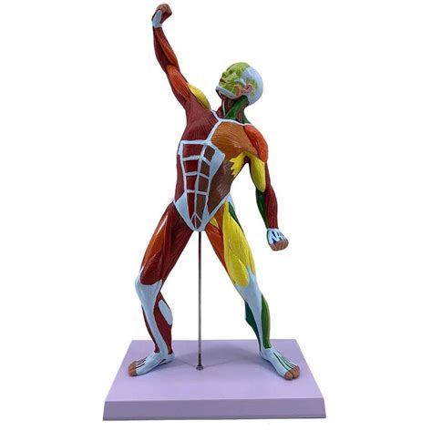 Buy DBSCD Muscle Anatomical Model - 50CM Mini Sports Human Model ...