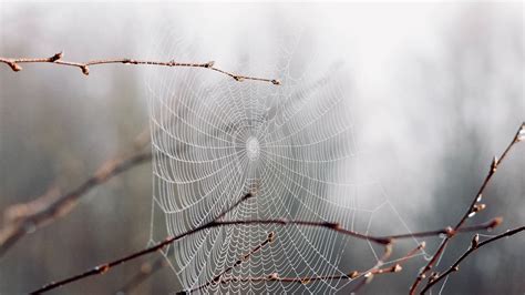 Download wallpaper 3840x2160 cobweb, branches, drops, macro 4k uhd 16:9 ...