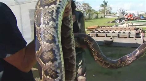 Image result for Catching Invasive Pythons