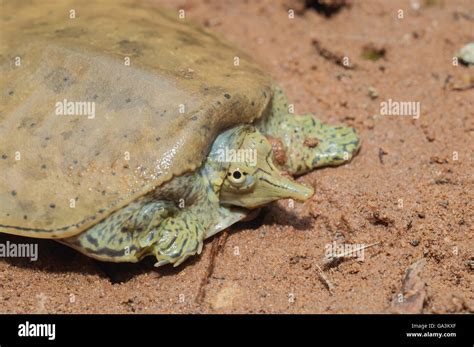 Image result for Spiny Soft Shell Turtle