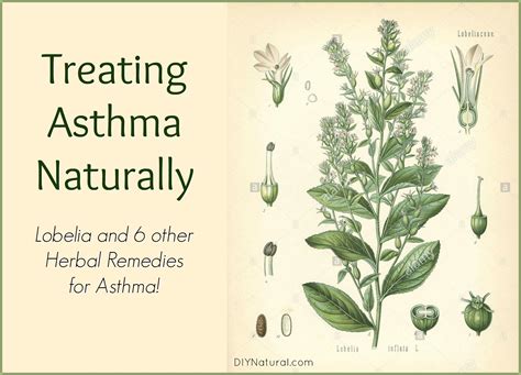 Home Remedies for Asthma: Treating Asthma Naturally With Herbs
