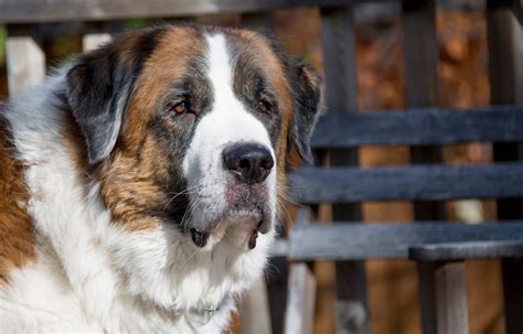 Top Saint Bernard Names: Pick the Perfect Moniker!