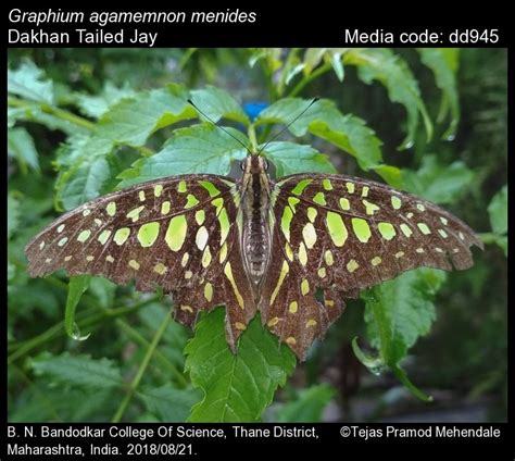 Graphium agamemnon | Butterfly