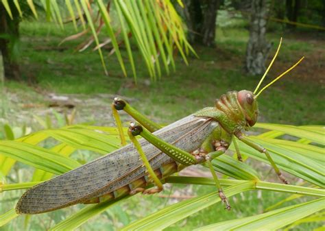 20 of the Biggest Insects in the World | Stacker
